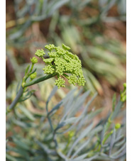 Crithmum maritimum