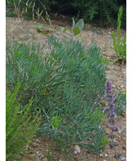 Crithmum maritimum