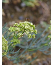 Crithmum maritimum