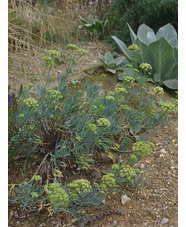 Crithmum maritimum