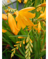 Crocosmia 'Ellenbank Canary'