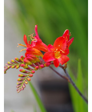 Crocosmia 'Limpopo'