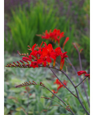 Crocosmia 'Lucifer'