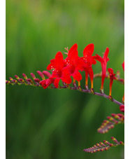 Crocosmia 'Lucifer'