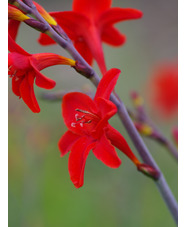 Crocosmia 'Mex'