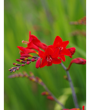 Crocosmia 'Mex'