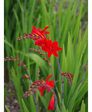 Crocosmia 'Mex'