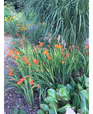 Crocosmia x crocosmiiflora 'Star of the East'