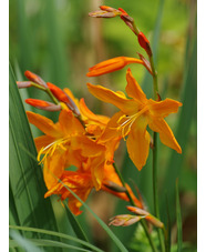 Crocosmia x crocosmiiflora 'Star of the East'