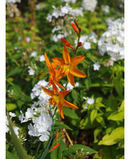 Crocosmia x crocosmiiflora 'Star of the East'