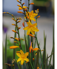 Crocosmia x crocosmiiflora 'Twilight Fairy Gold'