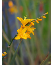 Crocosmia x crocosmiiflora 'Twilight Fairy Gold'