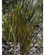 Crocosmia x crocosmiiflora 'Twilight Fairy Gold'