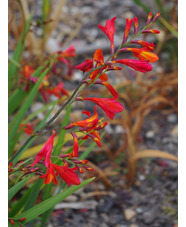 Crocosmia x crocosmioides 'Castle Ward Late'