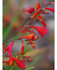Crocosmia x crocosmioides 'Castle Ward Late'