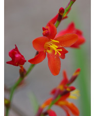 Crocosmia x crocosmioides 'Castle Ward Late'