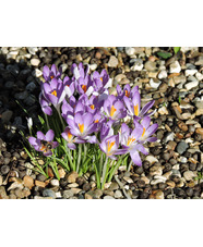 Weaving Bulbs through your Borders 