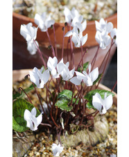 Cyclamen graecum subsp. graecum f. album