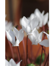 Cyclamen graecum subsp. graecum f. album