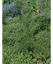 Cynara cardunculus subsp. flavescens