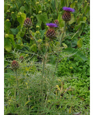 Cynara cardunculus subsp. flavescens
