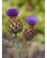 Cynara cardunculus subsp. flavescens