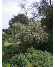 Cytisus multiflorus 