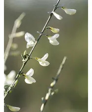 Cytisus multiflorus 
