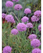 Allium senescens subsp. glaucum
