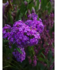 Phlox paniculata 'Jeana'