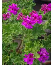 Pelargonium 'Purple Unique'