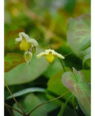 Epimedium x perralchicum 'Fr&ouml;hnleiten'