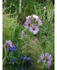 Berkheya purpurea 