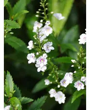 Veronica catarractae 'Avalanche'
