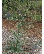 Eryngium venustum 