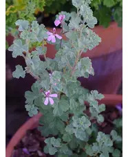 Pelargonium exstipulatum
