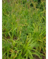 Luzula sylvatica 'Aurea'