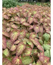 Epimedium x perralchicum 'Fr&ouml;hnleiten'