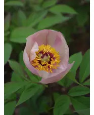 Paeonia daurica subsp. wittmanniana