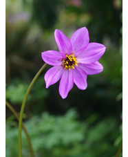 Dahlia merckii