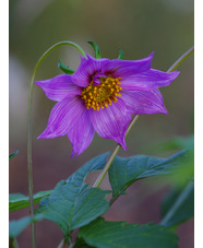 Dahlia purpusii (aff.)
