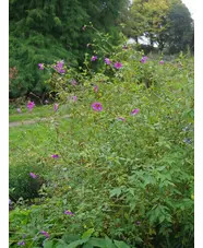 Dahlia purpusii (aff.)