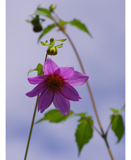 Dahlia purpusii (aff.)