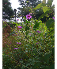 Dahlia purpusii (aff.)