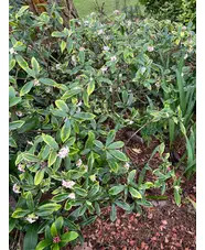 Daphne odora 'Aureomarginata'