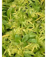 Valeriana phu 'Aurea'
