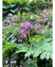Dicentra formosa Pewter Pink