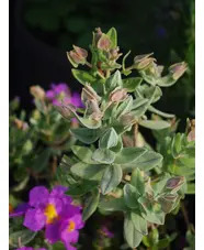 Cistus albidus