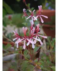 Pelargonium acetosum
