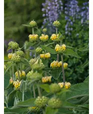 Phlomis russeliana